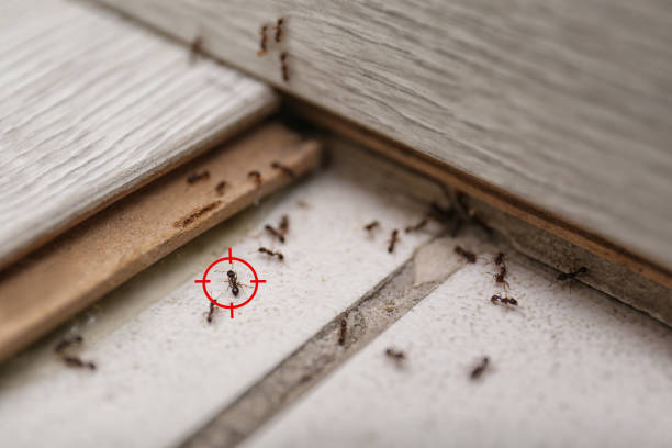 Best Best Pest Control Companies  in Monterey, CA